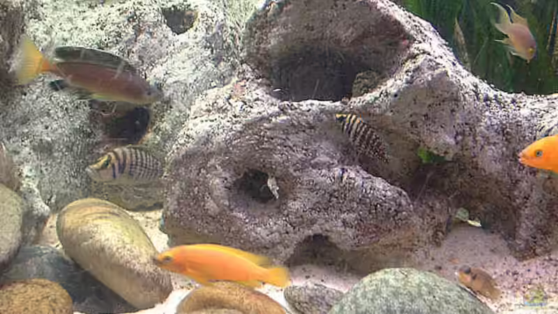 Besatz im Aquarium Becken 285 von Ralf Romer (9)