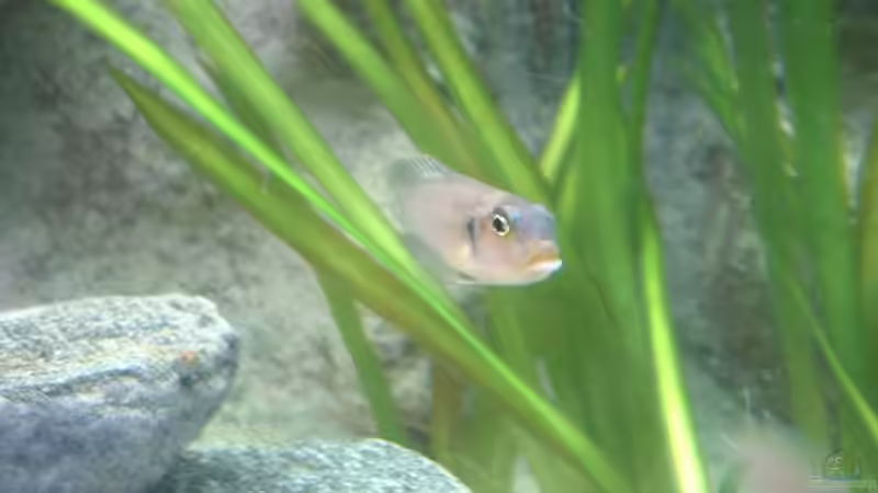 Besatz im Aquarium Becken 286 von Ralf Romer (13)