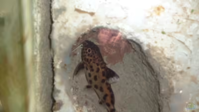 Besatz im Aquarium Becken 286 von Ralf Romer (7)