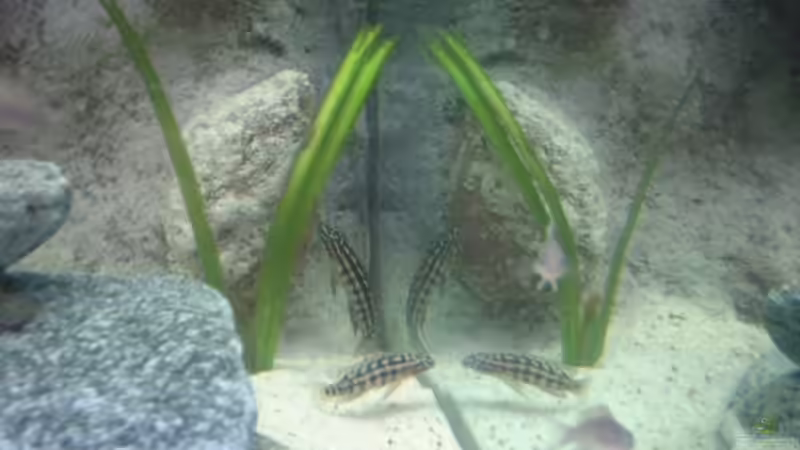 Besatz im Aquarium Becken 286 von Ralf Romer (8)