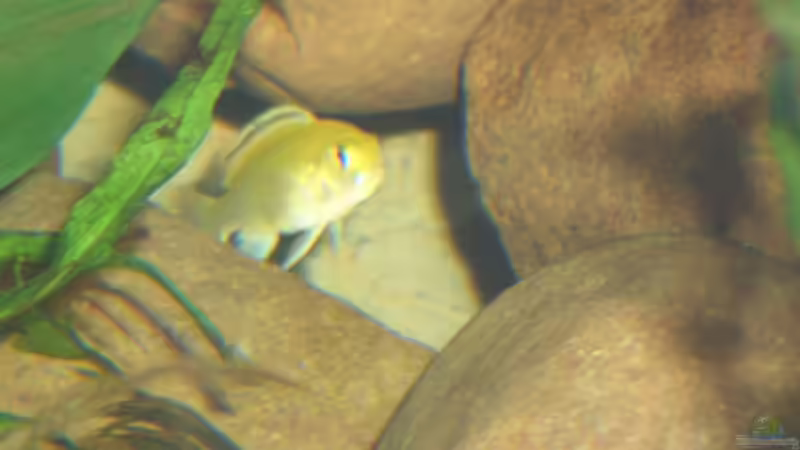 Besatz im Aquarium Becken 2860 von Holger Spretz (10)