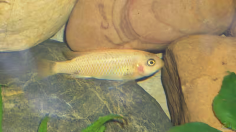 Besatz im Aquarium Becken 2860 von Holger Spretz (11)