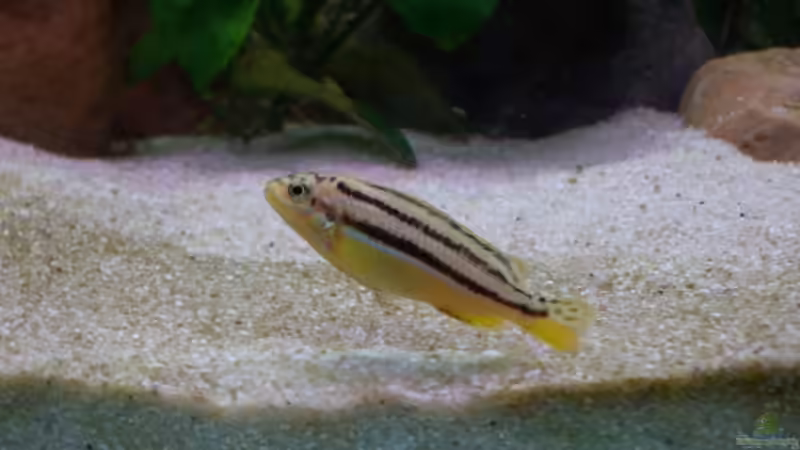 Besatz im Aquarium Becken 2860 von Holger Spretz (6)