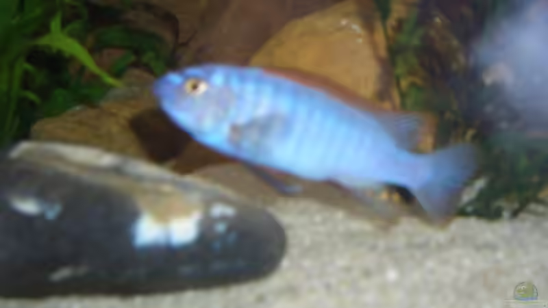 Besatz im Aquarium Becken 2860 von Holger Spretz (8)