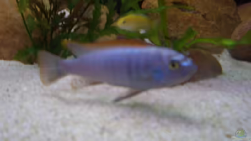 Besatz im Aquarium Becken 2860 von Holger Spretz (9)