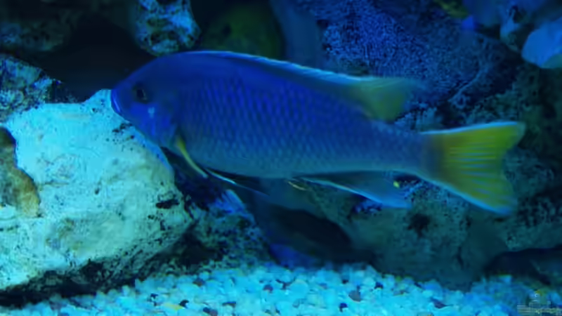 Besatz im Aquarium Becken 2867 von Joerg Sommer (4)