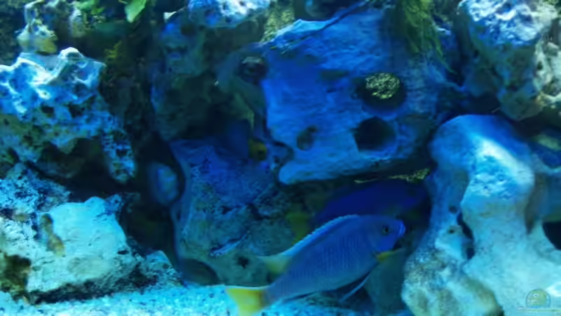 Besatz im Aquarium Becken 2867 von Joerg Sommer (5)