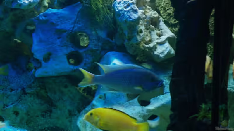 Besatz im Aquarium Becken 2867 von Joerg Sommer (7)