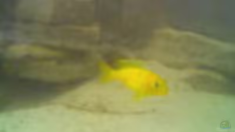 Besatz im Aquarium Becken 2868 von Kai Dinkel (4)