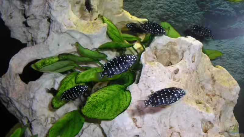 Besatz im Aquarium Becken 2872 von Frank Seutter (5)