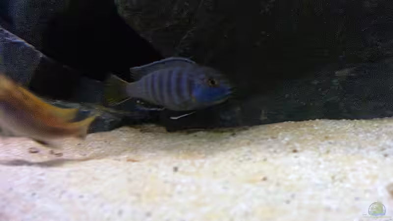 Besatz im Aquarium Becken 2873 von Ben Burzlaff (6)