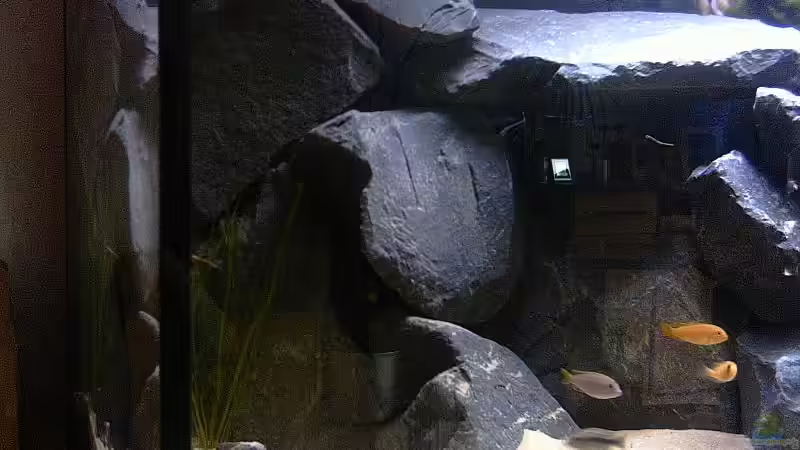 Besatz im Aquarium Becken 2873 von Ben Burzlaff (7)