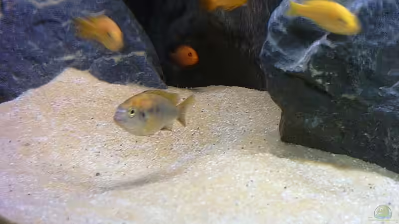 Besatz im Aquarium Becken 2873 von Ben Burzlaff (8)