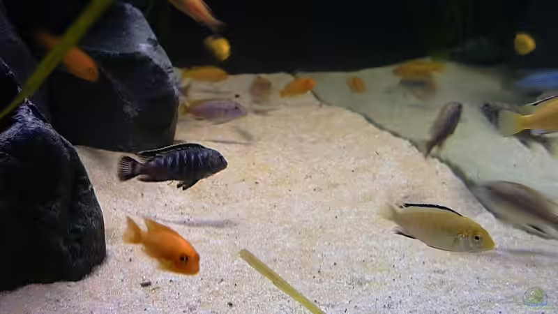 Besatz im Aquarium Becken 2873 von Ben Burzlaff (9)