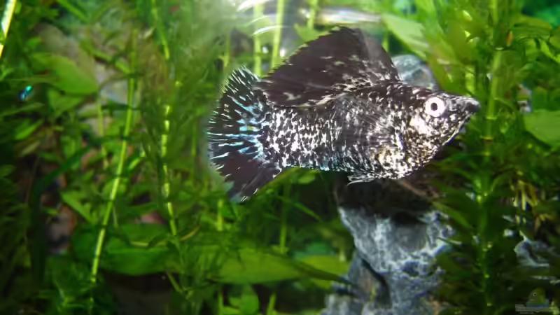 Besatz im Aquarium Becken 2875 von Marcus Lehmann (3)