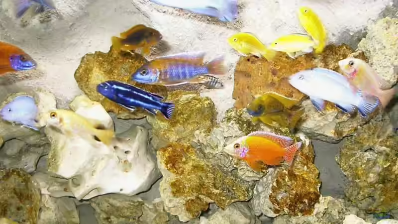 Besatz im Aquarium Becken 2878 von Daniel Boening (6)