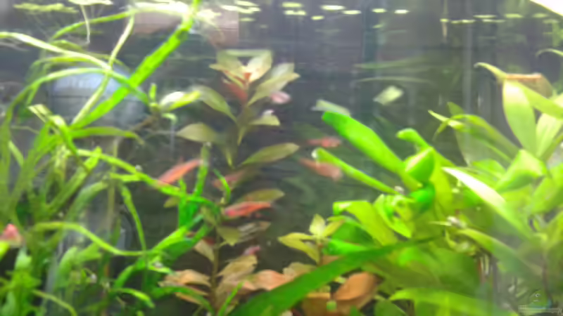 Besatz im Aquarium Becken 28876 von cafesoleil (9)
