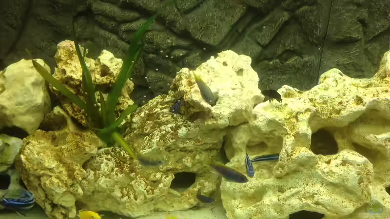 Besatz im Aquarium Becken 28877 von Rickschaman (10)