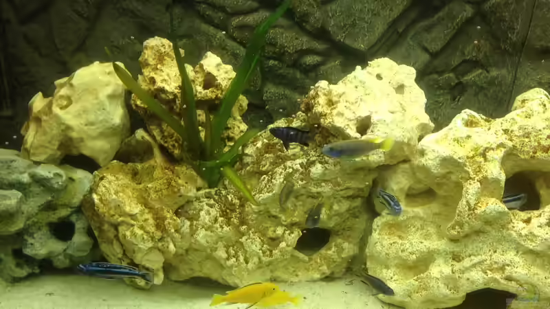 Besatz im Aquarium Becken 28877 von Rickschaman (11)