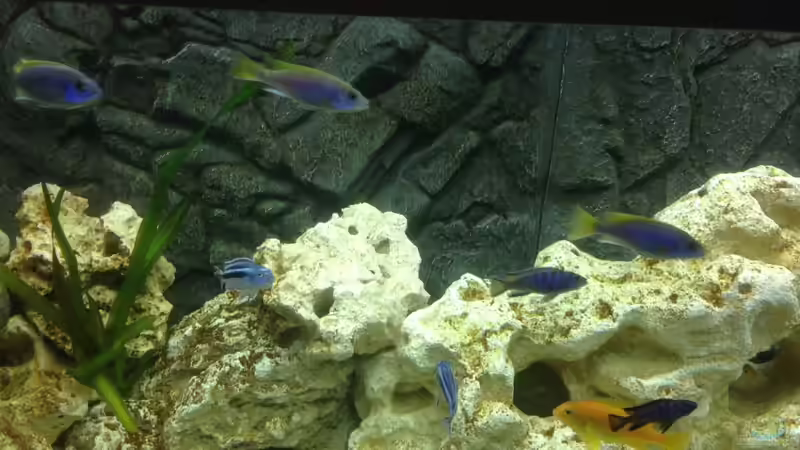 Besatz im Aquarium Becken 28877 von Rickschaman (4)