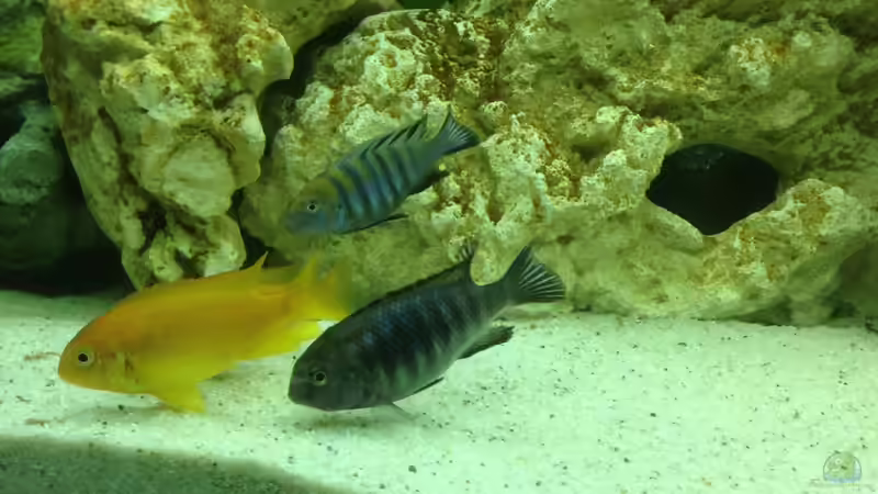 Besatz im Aquarium Becken 28877 von Rickschaman (5)