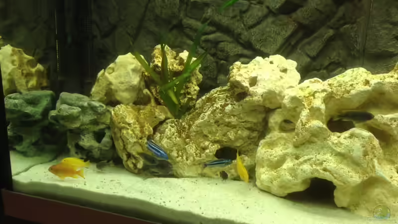 Besatz im Aquarium Becken 28877 von Rickschaman (6)