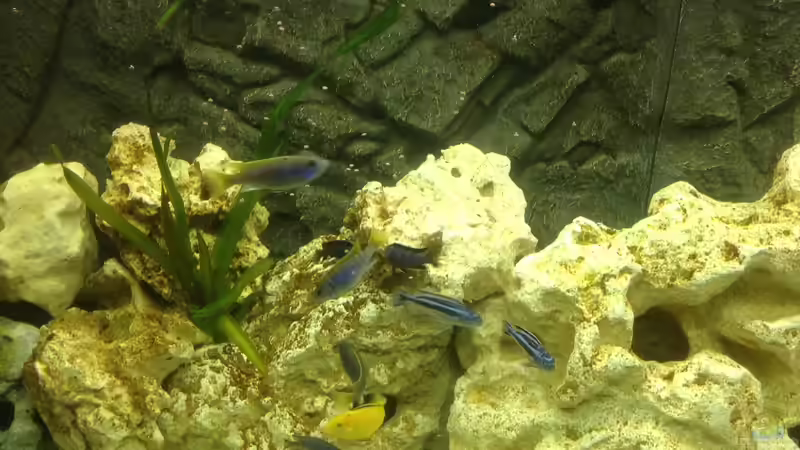 Besatz im Aquarium Becken 28877 von Rickschaman (7)