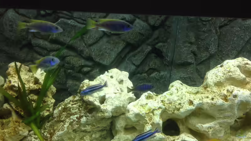 Besatz im Aquarium Becken 28877 von Rickschaman (9)