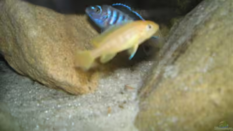 Besatz im Aquarium Becken 2888 von Buschmeier Marcel (10)