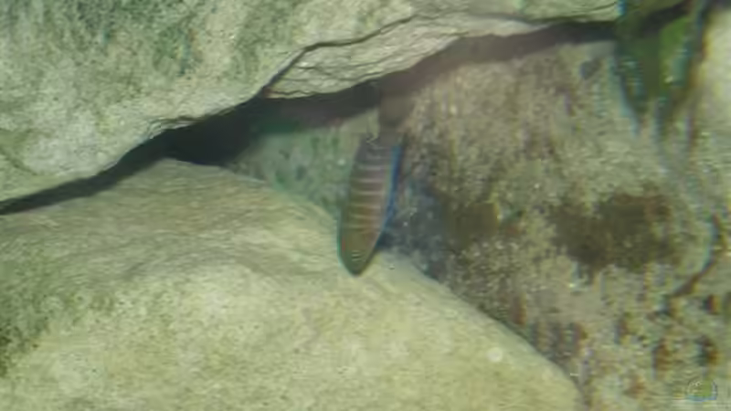 Besatz im Aquarium Becken 2888 von Buschmeier Marcel (11)