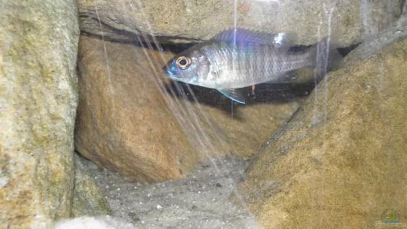 Besatz im Aquarium Becken 2888 von Buschmeier Marcel (12)