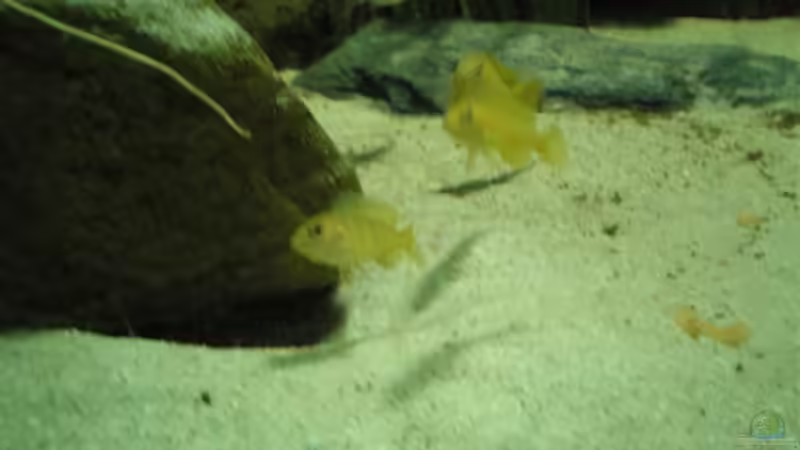 Besatz im Aquarium Becken 2888 von Buschmeier Marcel (13)