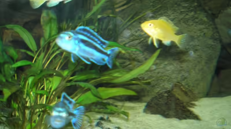 Besatz im Aquarium Becken 2888 von Buschmeier Marcel (14)