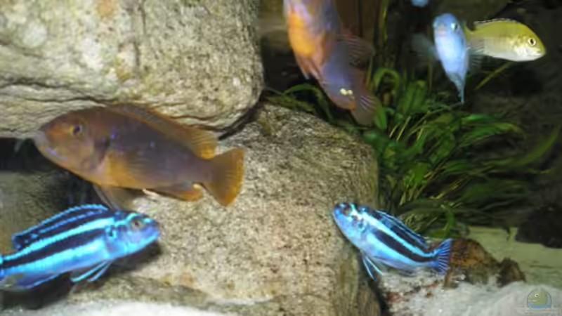 Besatz im Aquarium Becken 2888 von Buschmeier Marcel (15)