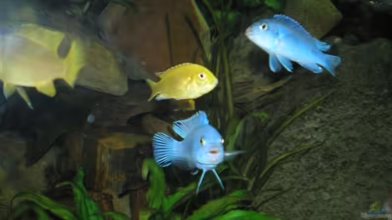 Besatz im Aquarium Becken 2888 von Buschmeier Marcel (16)