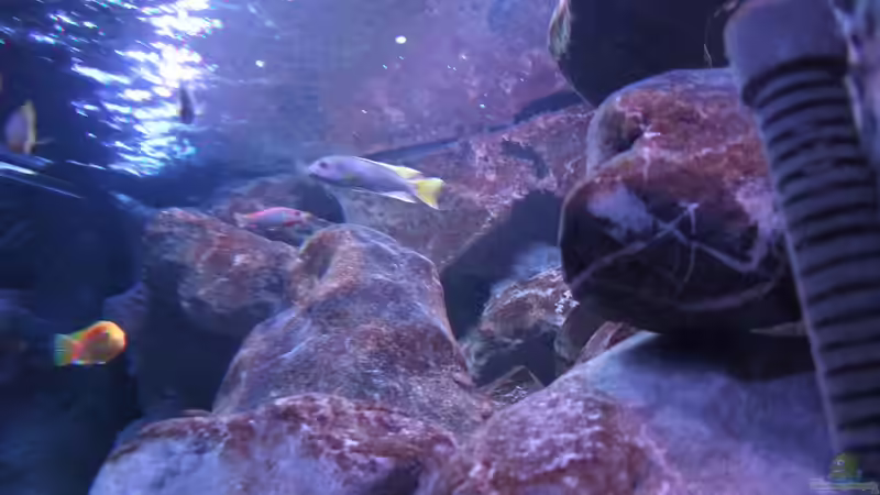 Besatz im Aquarium Becken 28893  Malawidelta von wadde (51)