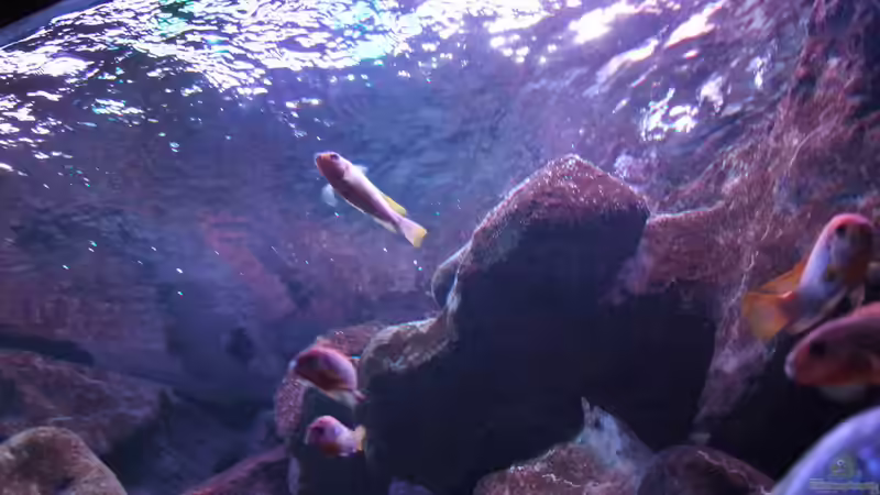 Besatz im Aquarium Becken 28893  Malawidelta von wadde (52)