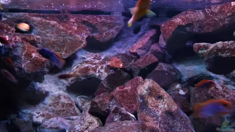 Besatz im Aquarium Becken 28893  Malawidelta von wadde (54)