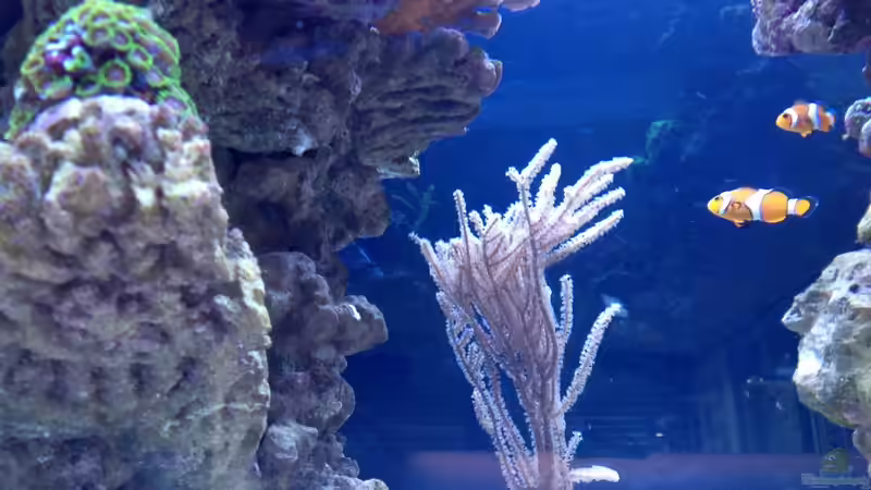 Besatz im Aquarium Becken 28910 von Sven Alt (5)