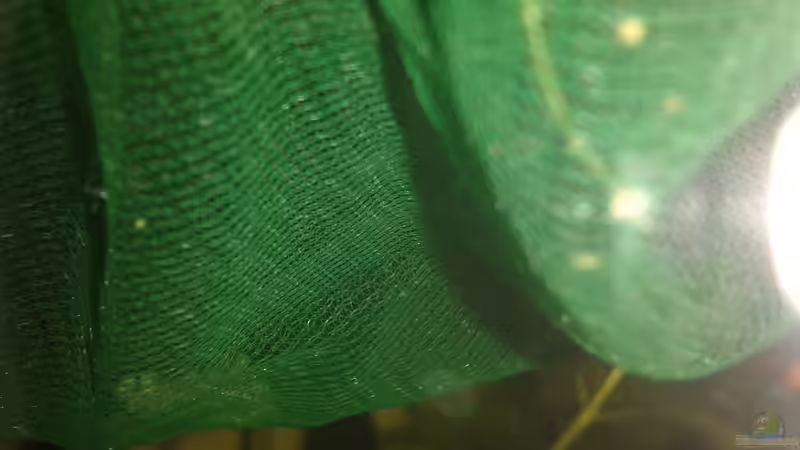 Besatz im Aquarium Becken 28942 von Reinhold Berk (23)