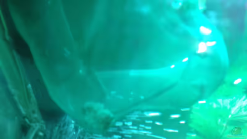 Besatz im Aquarium Becken 28942 von Reinhold Berk (24)