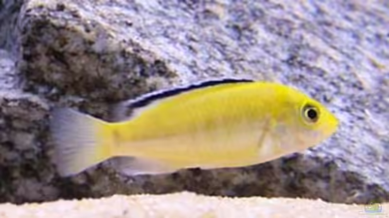 Besatz im Aquarium Becken 2895 von Andreas Jüngling (13)