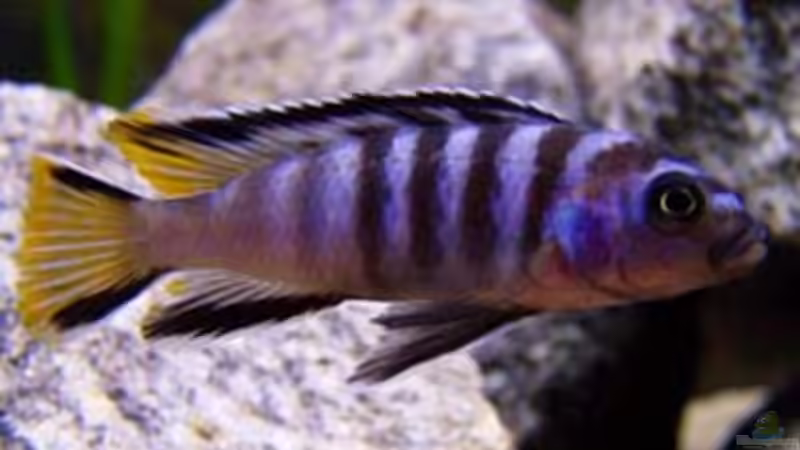 Besatz im Aquarium Becken 2895 von Andreas Jüngling (14)