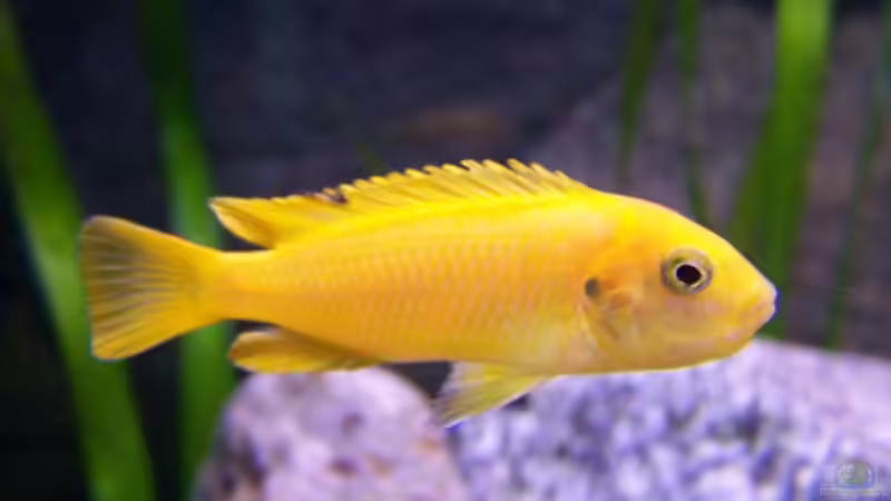 Besatz im Aquarium Becken 2895 von Andreas Jüngling (16)