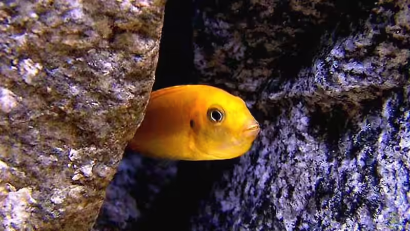 Besatz im Aquarium Becken 2895 von Andreas Jüngling (17)