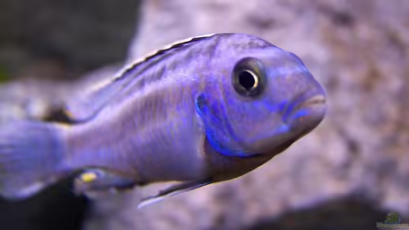 Besatz im Aquarium Becken 2895 von Andreas Jüngling (18)