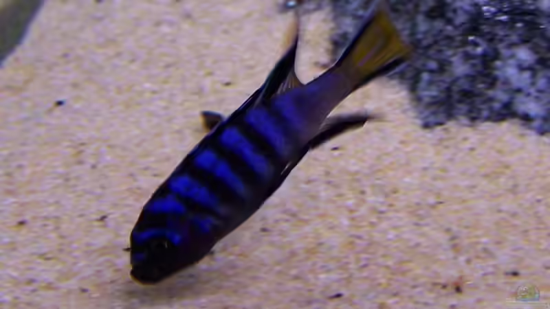 Besatz im Aquarium Becken 2895 von Andreas Jüngling (19)