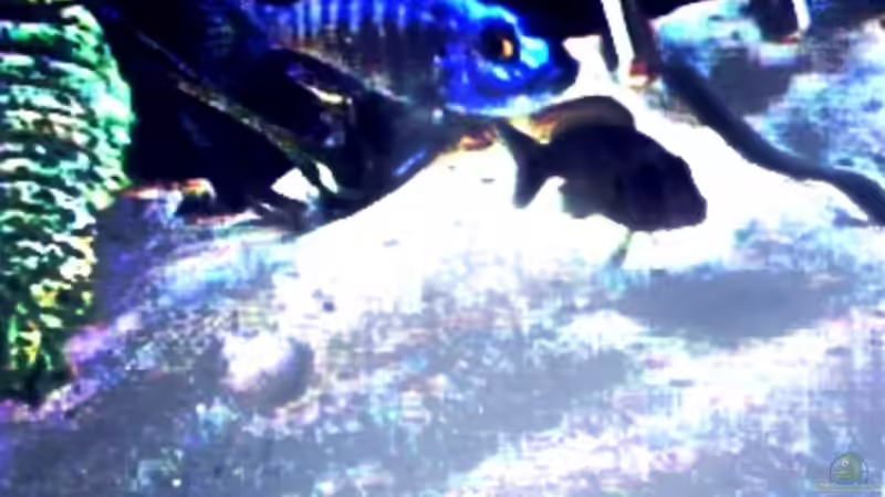 Besatz im Aquarium Becken 29 von Oliver Duddeck (10)