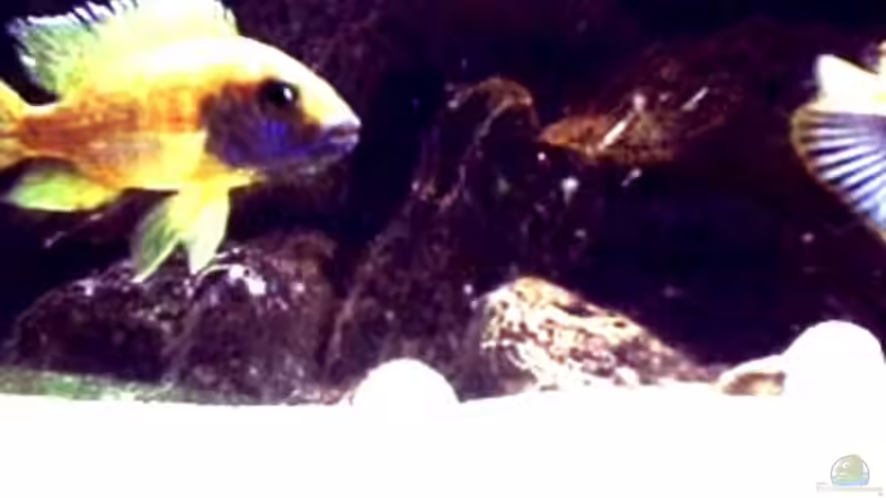 Besatz im Aquarium Becken 29 von Oliver Duddeck (11)