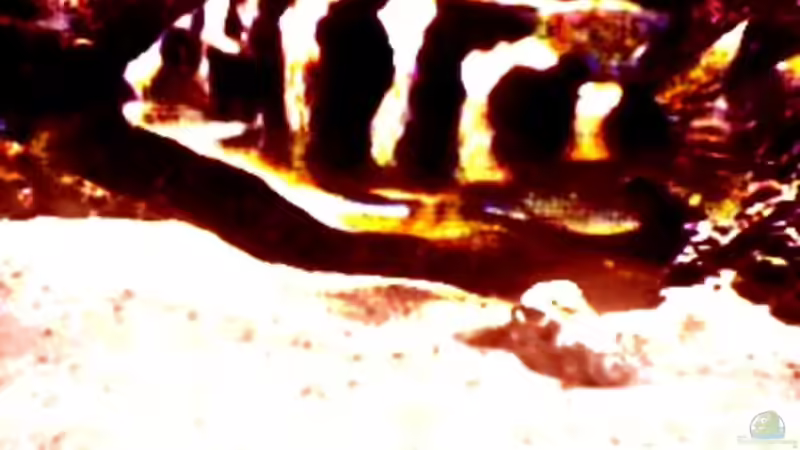 Besatz im Aquarium Becken 29 von Oliver Duddeck (12)